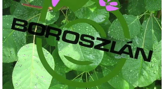 Boroszlankert.hu - élet a "fogd meg a söröm”-ön túl